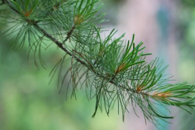 Pinus parviflora - borovice drobnokvětá - jehlice